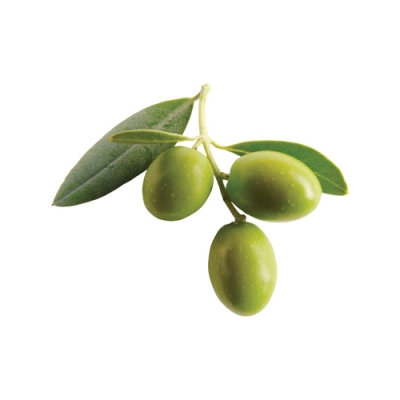 Olive azienda agricola corradi