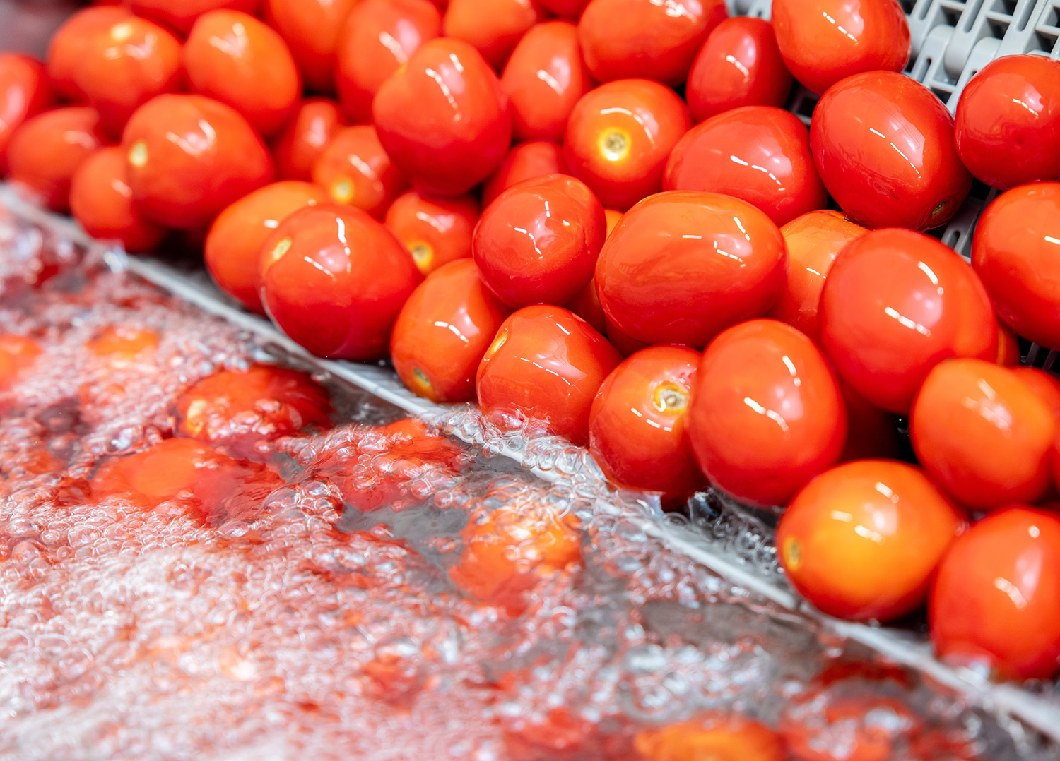 produzione pomodori - azienda agricola corradi