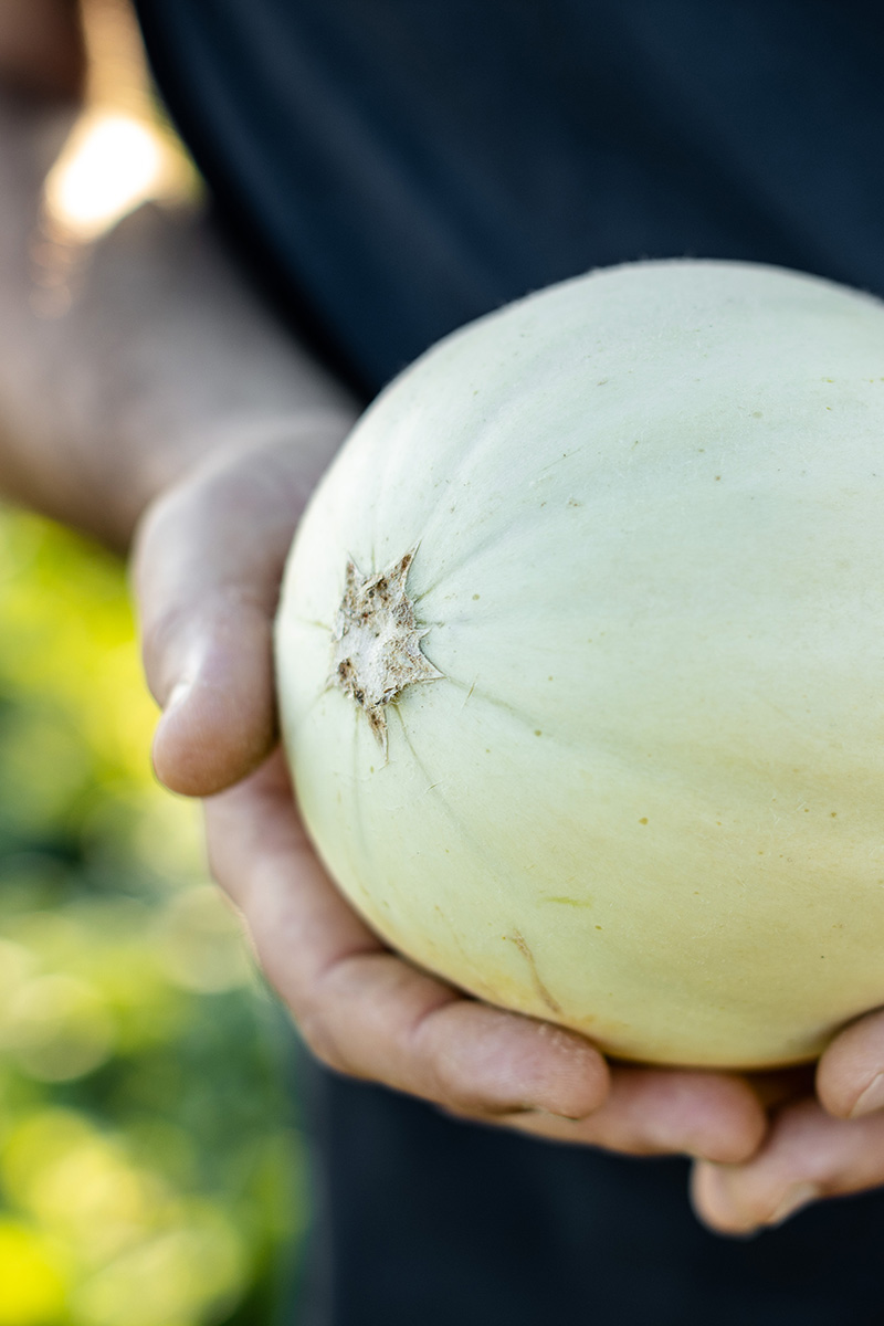 coltivazione meloni azienda agricola corradi